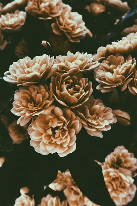 Aesthetic Flowers Wallpaper | Best Flower Site