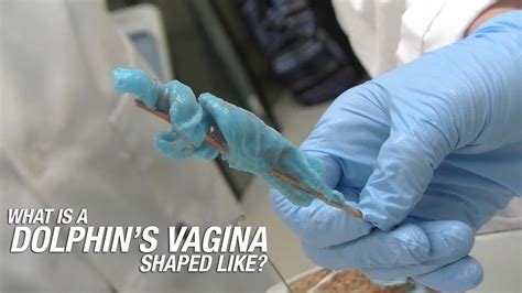 What Is A Dolphin S Vagina Shaped Like Youtube