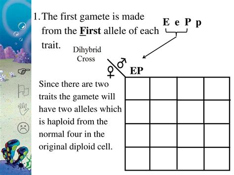 PPT Learning Target More Bikini Bottom Genetics PowerPoint Presentation ID 2185394