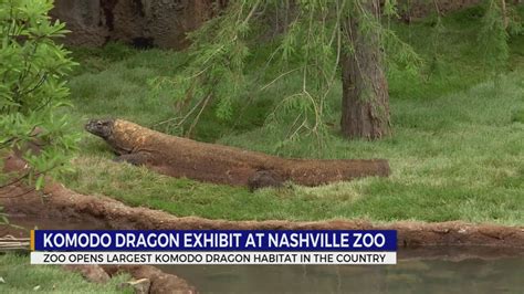 Komodo Dragon Exhibit Opens At Nashville Zoo Wkrn News 2