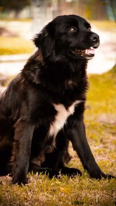 Ado O De Cachorro Porto Alegre Rs Gaia Anos Ra A Srd Tamanho