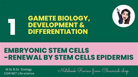 L Embryonic Stem Cells Renewal By Stem Cells Epidermis Introduction