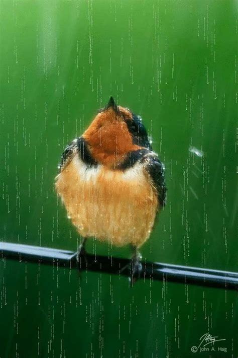 Baby The Rain Must Fall Bird Standing In The Rain Animals