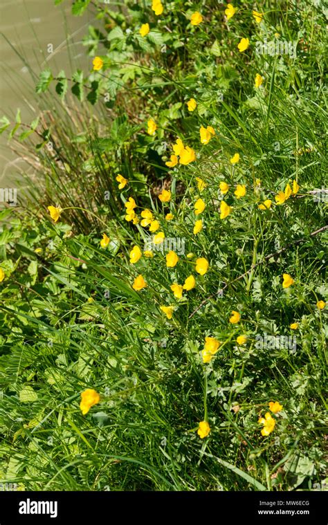 Meadow Buttercups Ranunculus Acris Stock Photo Alamy