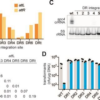 Prophage integration into other CRISPR–cas loci Schematic of phages ...