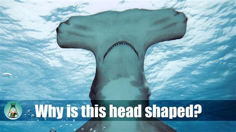 Why Do Hammerhead Sharks Have A Hammer Shaped Head Youtube