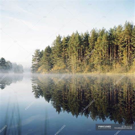 Forest Trees Reflecting In Lake Water Nobody Misty Stock Photo