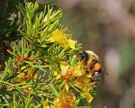 Peelbark St John S Wort Florida Wildflower Foundation