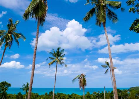 Clouds Nature Coconut Palm Tree No People Land Tropical Climate