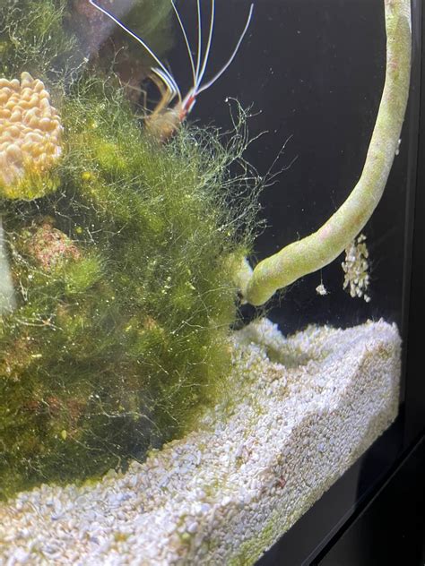 Hair Algae Reef