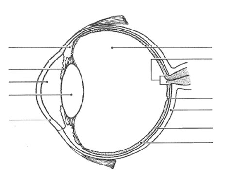 Anatomy of the Eye 1 Quiz