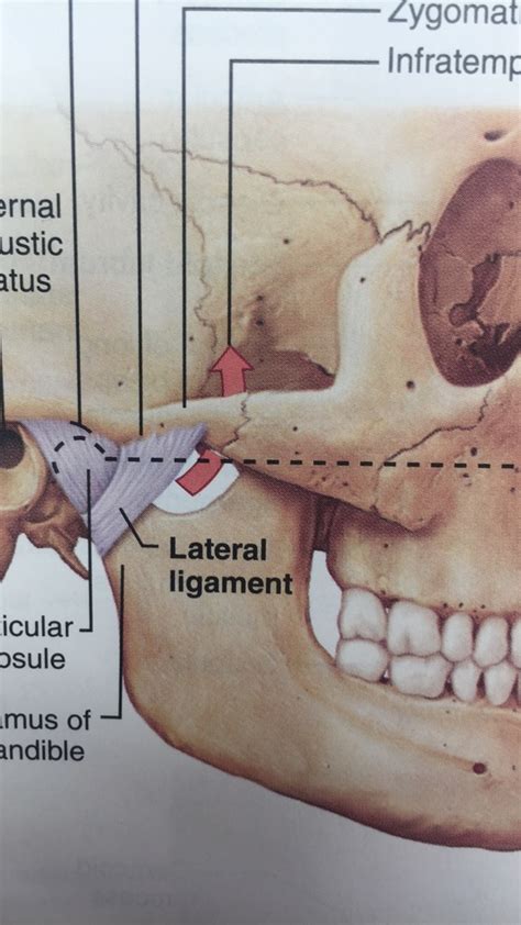 Temporomandibular Joint Tmj 2 Diagram Quizlet