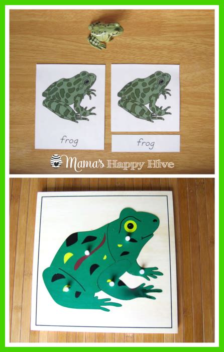 5 Montessori Inspired Frog Activities Mamas Happy Hive