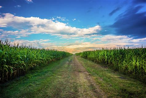 Evening At The Cornfield Photograph By Jordan Hill