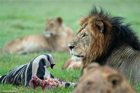 Kenya Safari Adventure Top Rated Tour Operators