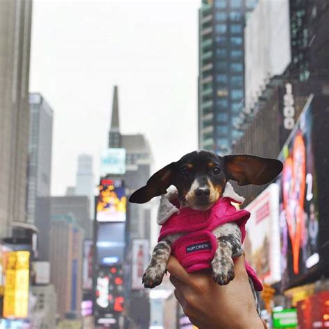 Viajar o no con perro Cómo educar a un cachorro