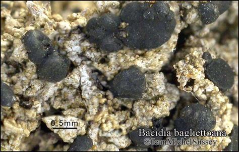 Bacidia_bagliettoana