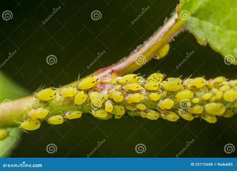 Aphid Infestation stock photo. Image of closeup, aphids - 25172608