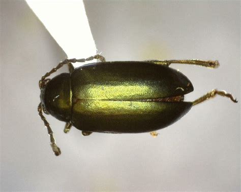 Apple Flea Beetle From Kimble County Tx Usa On June At