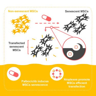 Development Of New Non Viral Systems For Genetic Modification Of