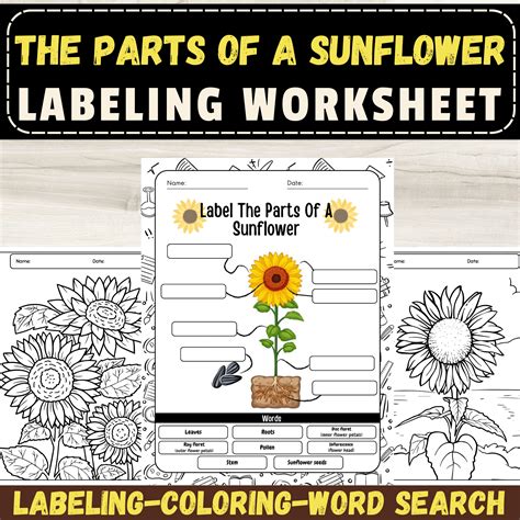 Label The Parts Of A Sunflower: Anatomy of a Sunflower Plant Labeling Worksheet | Made By Teachers