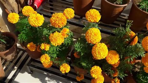 Well Watered Dianthus Yellow Marigold Flower Plant For Decoration