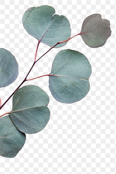 Download Premium Png Of Png Silver Dollar Eucalyptus Branch By Sasi About Eucalyptus Png