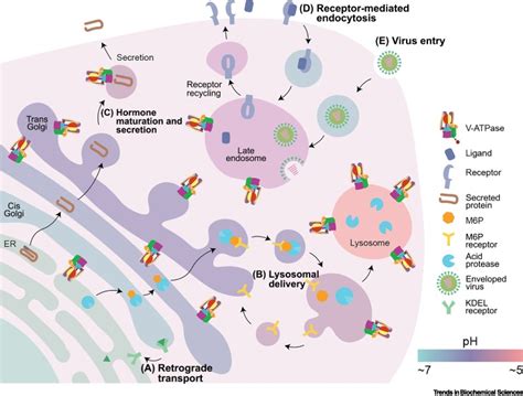 Structure And Roles Of V Type ATPases Trends In Biochemical Sciences