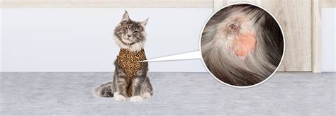 Huidproblemen Bij Katten Medical Pet Shirts