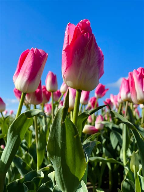 Pink Tulip Field With Blue Sky So Dutchie