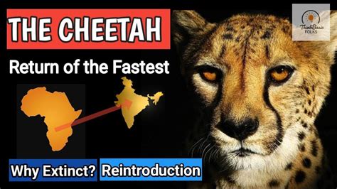 Cheetah Reintroduction In India Why Extinct Kuno Np India Youtube