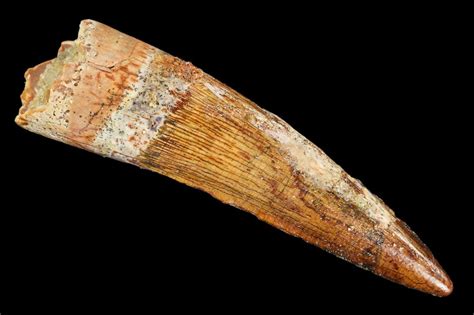 20 Spinosaurus Tooth Real Dinosaur Tooth 107755 For Sale