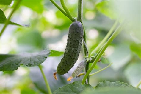 Growing Cucumbers In A Greenhouse With Irrigation Tasty Organic Green