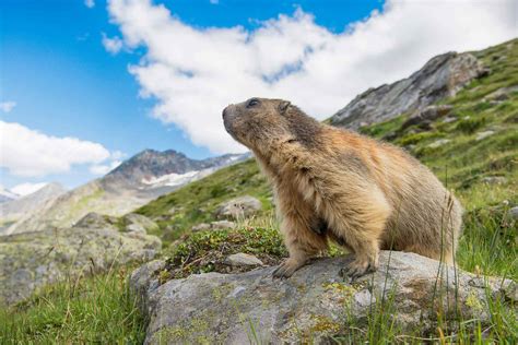 La Haute Maurienne en famille vacances d été à la montagne SNCF Connect