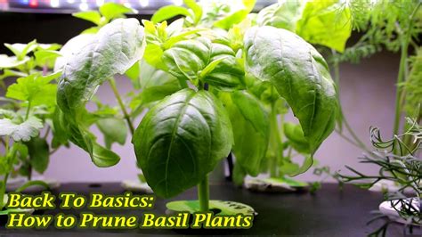 How To Cut Basil Plant - Plant Ideas