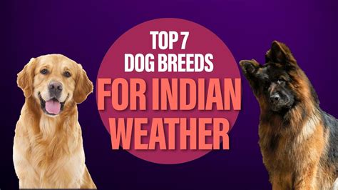 Golden Retriever To German Shepherd 7 Dog Breeds For Indian Weather