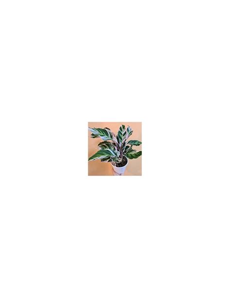 Planta De Calathea White Fusion Vivero Por Internet