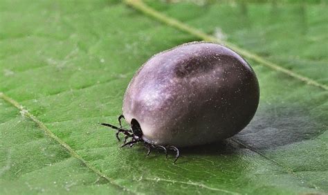 Malattia Di Lyme Cause Sintomi Diagnosi E Cura Il Medico Online