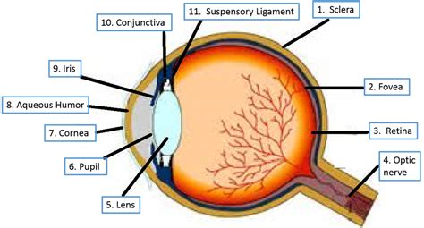 Structure And Functions Of The Sensory Organs Senses