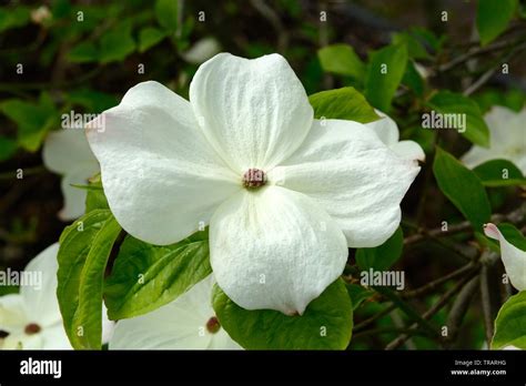 Cornus canadensis flowers creeping dogwood bunchberry Stock Photo - Alamy