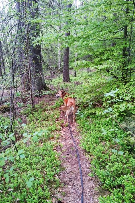 Auf der Fähre nach Schweden mit Hund HundeReisenMehr