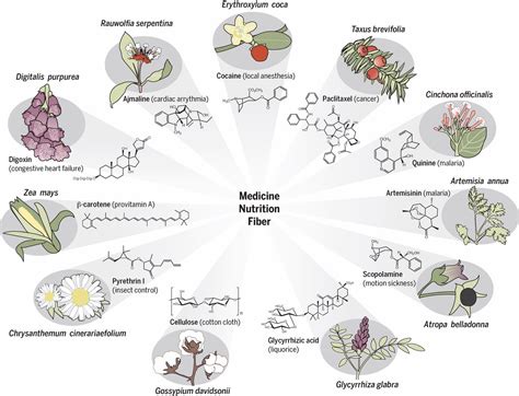 Plant Metabolism The Diverse Chemistry Set Of The Future Science