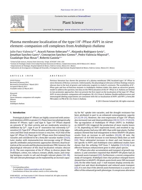 Pdf Plasma Membrane Localization Of The Type I H Ppase Avp In Sieve