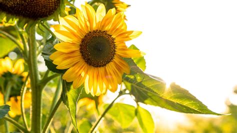 Conoce El Profundo Significado De Que Crezca Un Girasol En Tu Casa