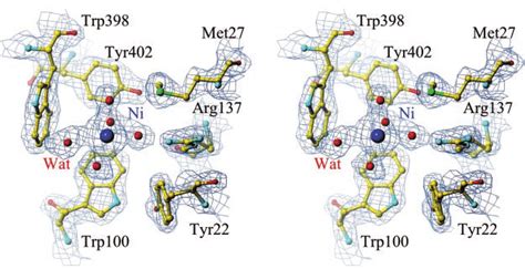 The Final 2f O F C Electron Density Map Of Nickel Bound Nika Shown In Download Scientific