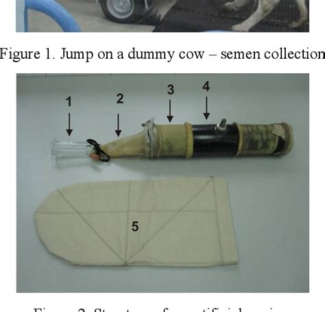 Figure 1 From Bull Semen Collection And Analysis For Artificial