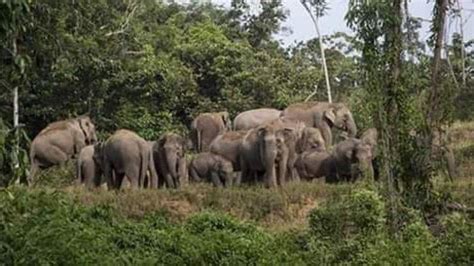 Gajah Liar Rusak Rumah Kebun Sawah Hingga Makan Dua Karung Padi