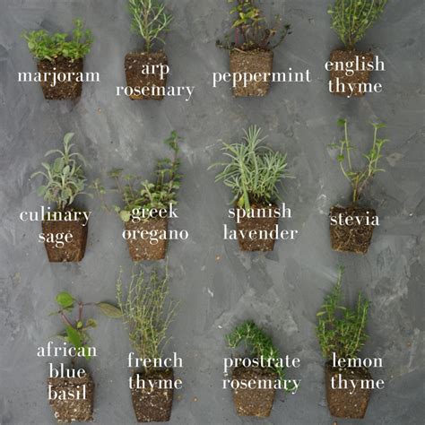 The Ultimate Guide To Growing Herbs • Gardenary