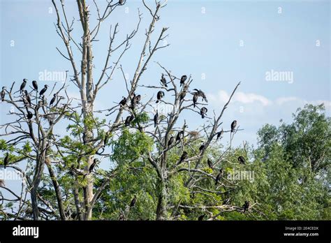 Cormorants Phalacrocorax Carbo On A Dead Tree Hi Res Stock Photography