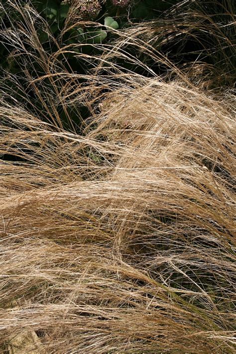 Stipa Tenuissima Vedergras Bloemenpark Appeltern